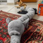 Gatto azzanna peluche elefante paraspifferi