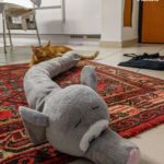 Gatto morde peluche elefante paraspifferi